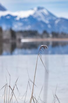 Landscape of a specular reflection in the lake, a dry grass, a cane in the foreground, mountains and the forest on a background, ice on water, grass is covered with hoarfrost, tranquillity