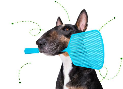 bull terrier dog considering the problem of tick insects and fleas , close to scratch its skin or fur , isolated on white background, with a fly swatter