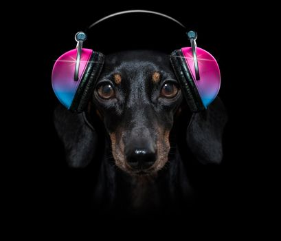 cool dj sausage dachshund  dog listening or singing to music  with headphones and mp3 player isolated on black dramatic dark background