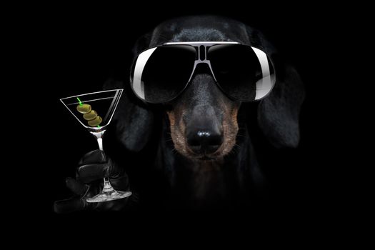 french bulldog dog in dark black  isolated background ,with martini cocktail drink  celebrating and toasting, looking cool