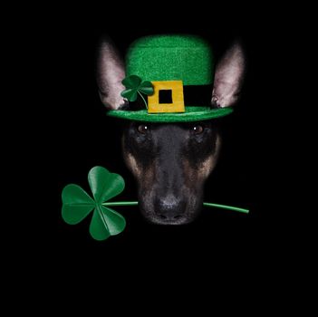 st patricks  day  dog with lucky clover isolated on black dark dramtic  background, taking selfie