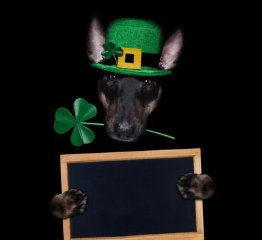 st patricks  day bull terrier dog with lucky clover isolated on black dark dramtic  background, holding blackboard banner poster