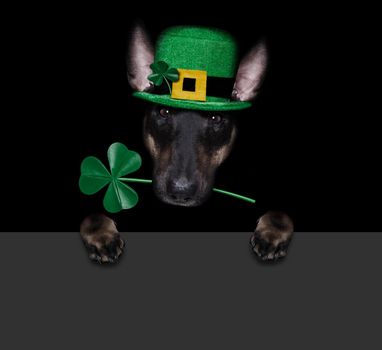 st patricks  day bull terrier  dog with lucky clover isolated on black dark dramtic  background, taking selfie