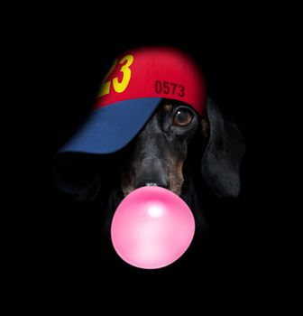 sausage dachshund dog isolated on black dark dramatic background looking at you frontal, chewing bubble gum