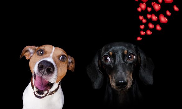 couple  of dogs in love , looking each other in the eyes, with passion , pink red rose in the middle, isolated on white background