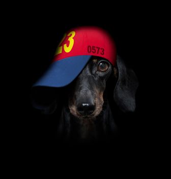 cool casual look dachshund dog wearing a baseball cap or hat , sporty and fit, hinding eyes under hat