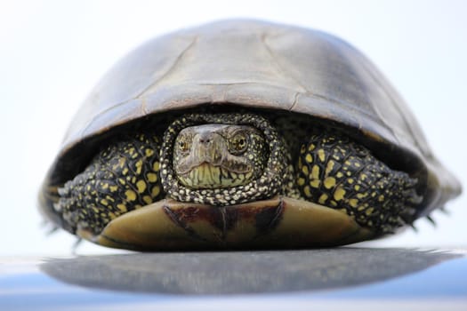 Wildlife and fauna. Turtle, front view. High quality photo