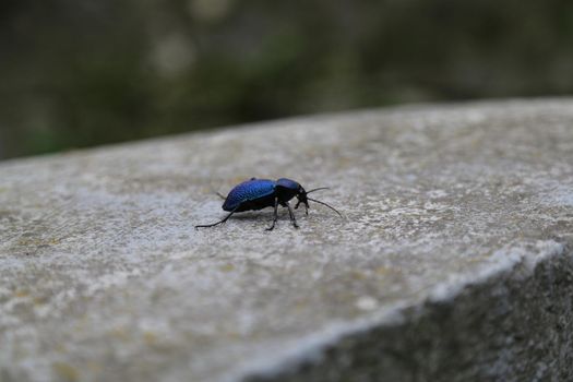 A beetle with a long mustache. Insects in nature. It's a macro- Color image. Blurred background.