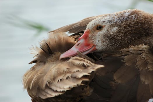 Grey beautiful goose in a reservoir. Beautiful feathers. Close-up.