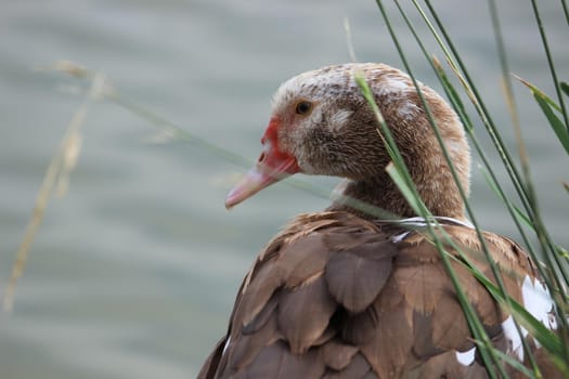 Grey beautiful goose in a reservoir. Beautiful feathers. Close-up.