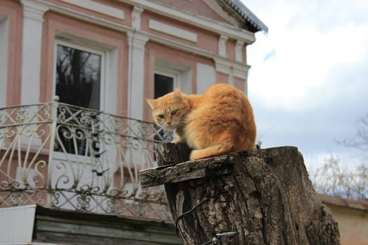 A red cat sits on a wooden stump. High quality photo