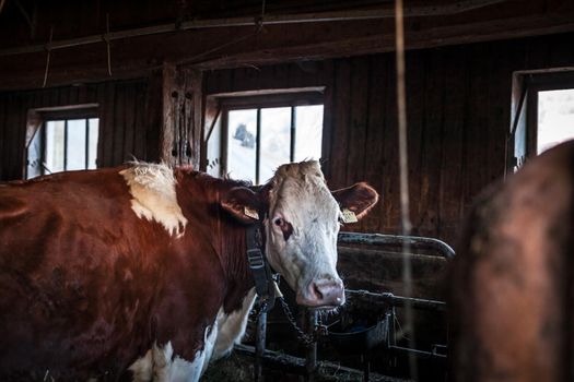 cows in a barn on a rural farm.
