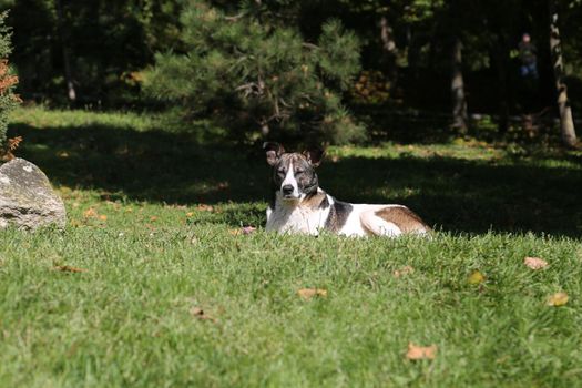 The dog lies on a clearing on a green grass in the summer on a sunny day.