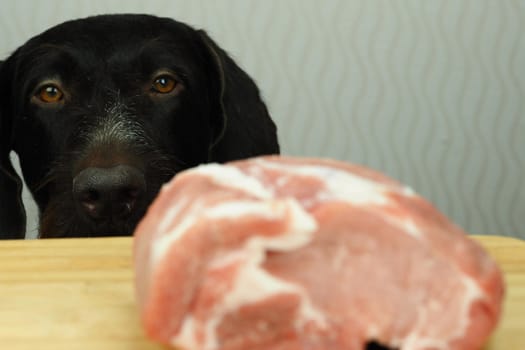 Food for the domestic dog. The dog looks at a large piece of meat lying on the table. High quality photo