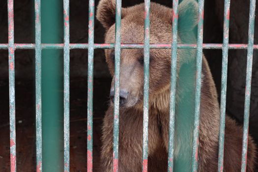 A brown bear sits in a cage at the zoo. High quality photo