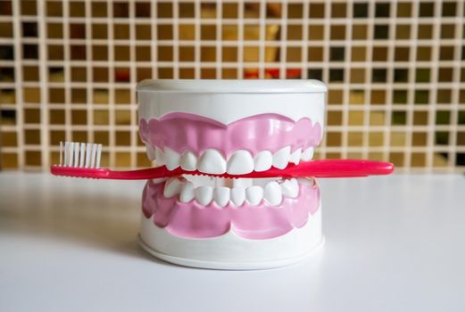 Clean teeth dental jaw model and red thooth brush on the table in dentists office. The concept of proper oral care, caries hygiene.