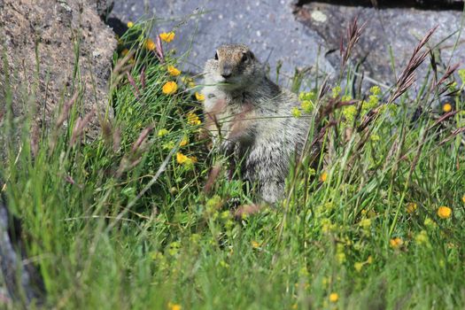 Gopher in the rocky mountains of the North Caucasus. High quality photo