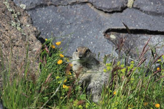 Gopher in the rocky mountains of the North Caucasus. High quality photo