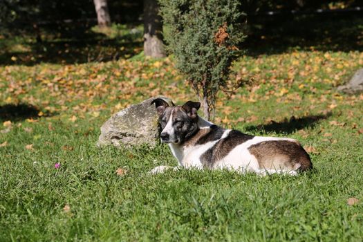 The dog lies on a clearing on a green grass in the summer on a sunny day.