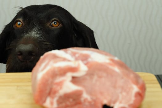 Food for the domestic dog. The dog looks at a large piece of meat lying on the table. High quality photo