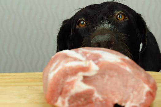 Food for the domestic dog. The dog looks at a large piece of meat lying on the table. High quality photo