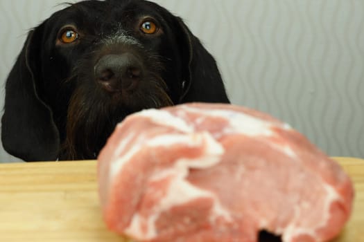 Food for the domestic dog. The dog looks at a large piece of meat lying on the table. High quality photo