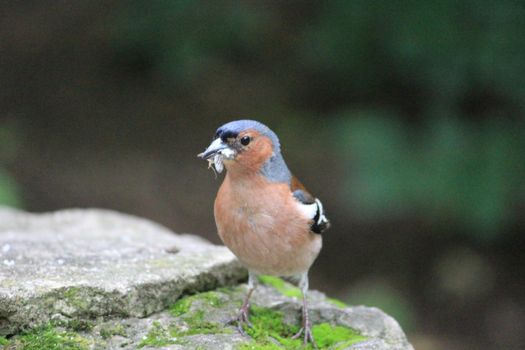 A beautiful bird in nature. Close-up. blurred background. High quality photo