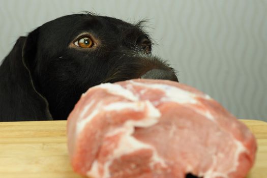 Thoroughbred dog brown hunting dog looks at a large piece of meat lying on the table. High quality photo