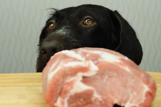 Food for the domestic dog. The dog looks at a large piece of meat lying on the table. High quality photo