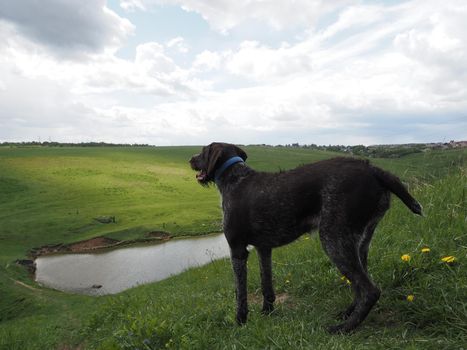 Hunting dog of the German breed , in nature. High quality photo. Brown smooth-haired in the field, in the forest, by the river.