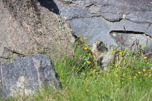 Gopher in the rocky mountains of the North Caucasus. High quality photo