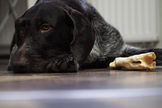 A treat for a purebred hunting dog. Pet food from a pet store. Dog nibbles a treat.