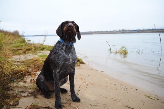 Hunting dog of the German breed Drathaar on the shore of the reservoir. High quality photo