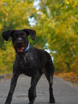 Hunting dog runs in the autumn forest. Blurred background.