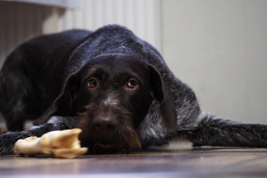 A treat for a purebred hunting dog. Pet food from a pet store. Dog nibbles a treat.