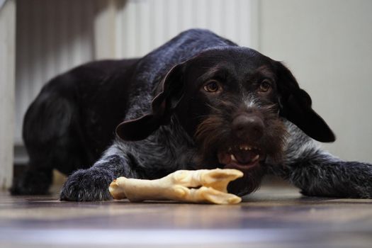 A treat for a purebred hunting dog. Pet food from a pet store. Dog nibbles a treat.