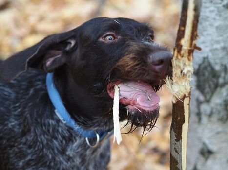 Hunting dog. A German dog gnaws at a tree branch in an autumn forest.