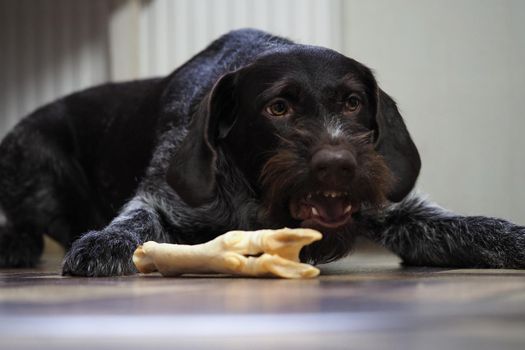 A treat for a purebred hunting dog. Pet food from a pet store. Dog nibbles a treat.