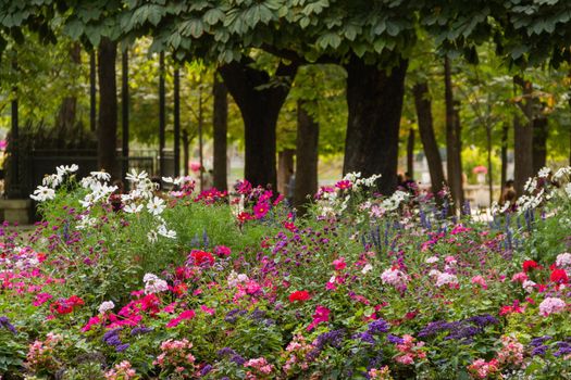 Astonishing view of beautiful purple, white, and pink flowers with long stems and trees as background. Group of different colorful and aromatic flowers in park. Lovely natural landscapes