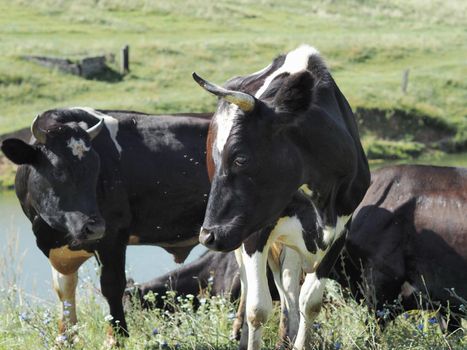 Bull. Symbol of the year 2021. Several cows graze in a green meadow. Close-up.