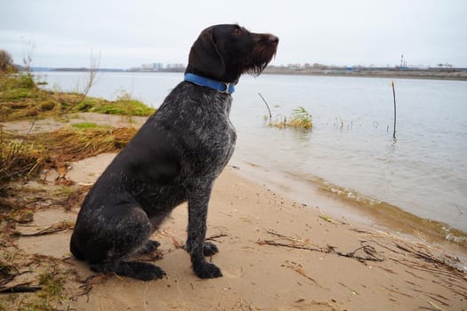 Hunting dog of the German breed Drathaar on the shore of the reservoir. High quality photo