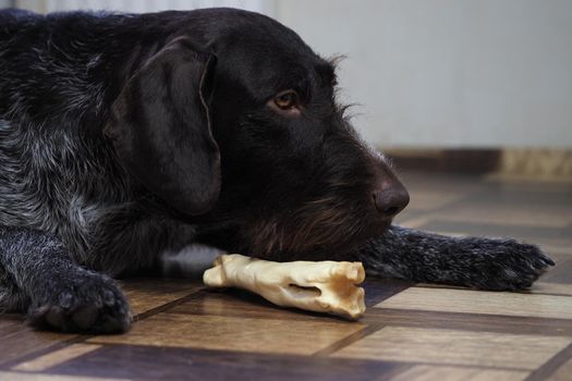 A treat for a purebred hunting dog. Pet food from a pet store. Dog nibbles a treat.