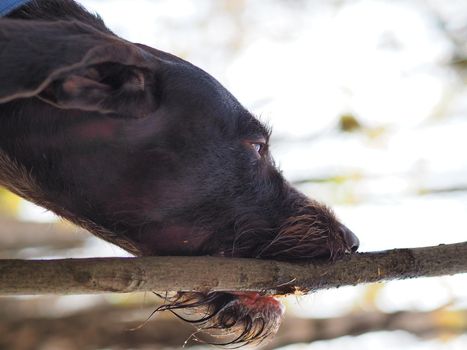 Dog's face. A hunting dog gnaws at a tree in the woods.