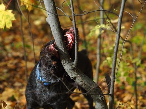 Hunting dog. A German dog gnaws at a tree branch in an autumn forest.