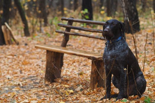 A pedigree dog waits for its owner tied to a bench in the autumn forest.