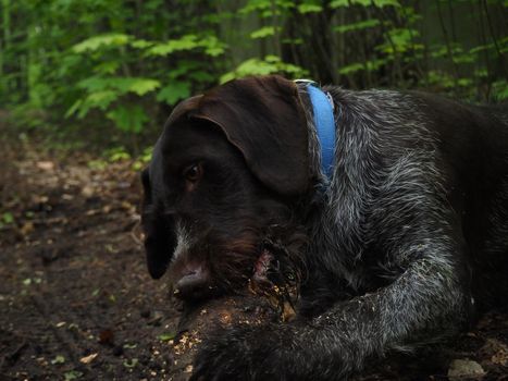 Hunting dog of the German breed , in nature. High quality photo. Brown smooth-haired in the field, in the forest, by the river.