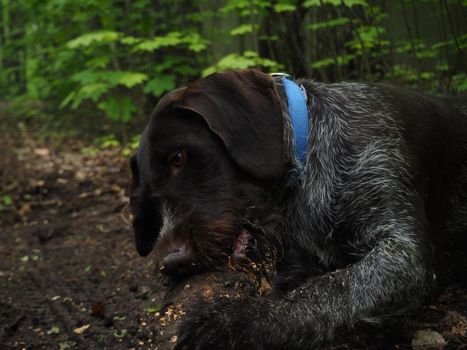 German breed. Hunting dog brown in the woods