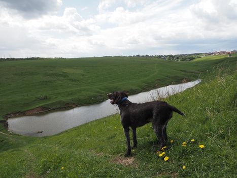 Hunting dog brown in a field near the lake.