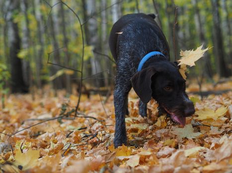 Autumn forest. A thoroughbred hunting dog on a walk in the woods.