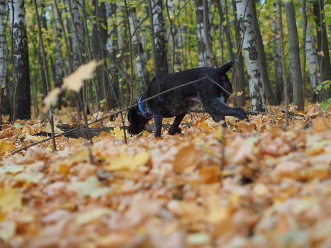 Autumn forest. A thoroughbred hunting dog on a walk in the woods.